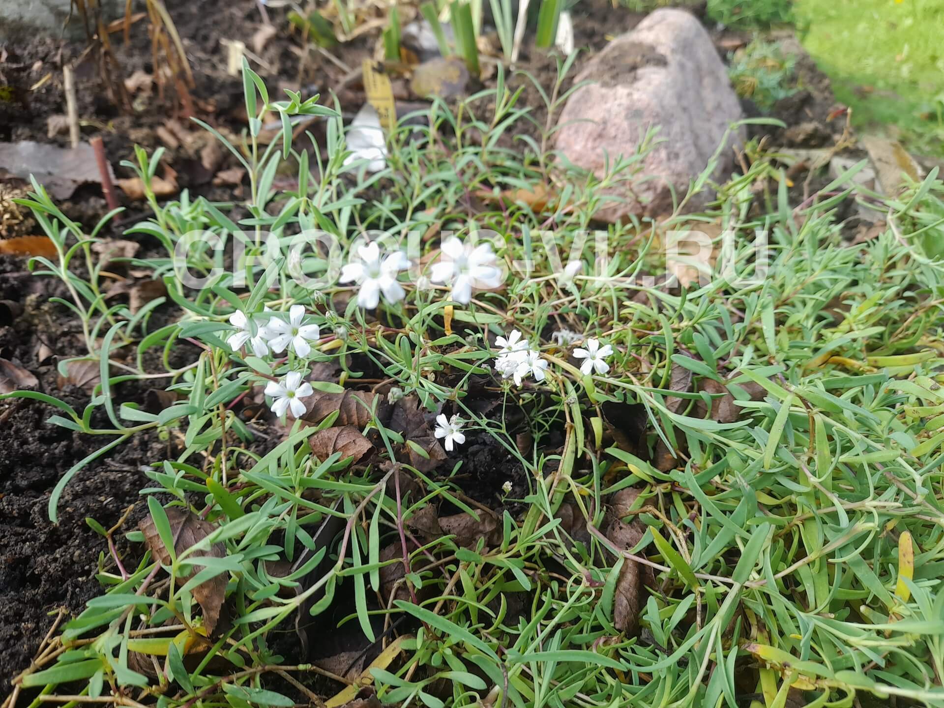 Гипсофила ползучая «Filou White»